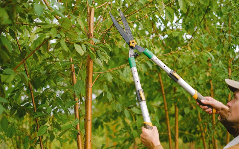 Tree trimming in Forest Knolls, CA