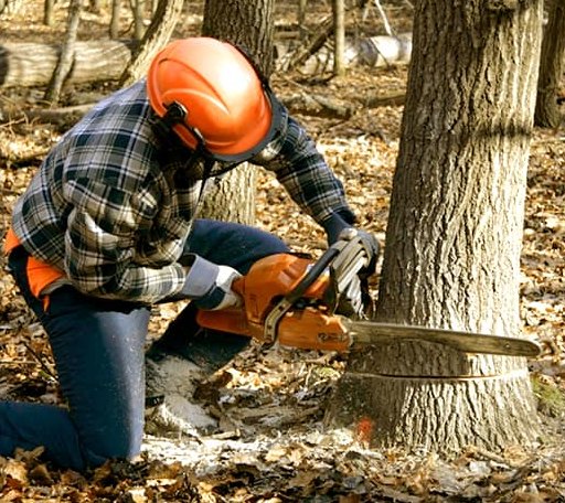 Tree Removal in Forest Knolls, CA